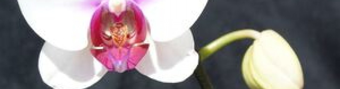 زهور الأوركيد