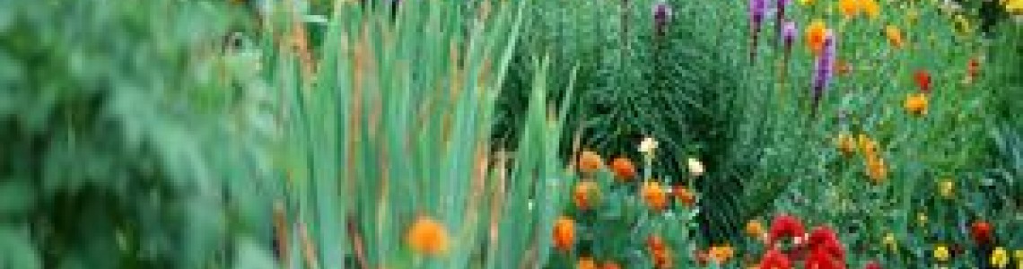 النباتات النباتات